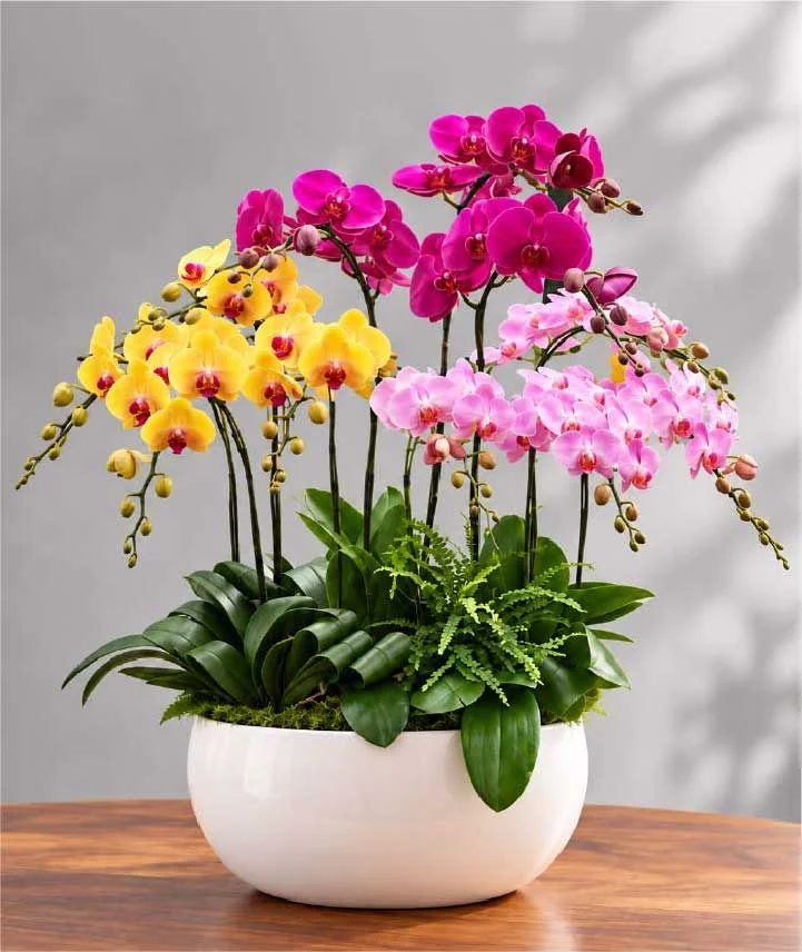 Jardín de orquídeas Phalaenopsis amarillas, rosadas y magenta en elegante maceta blanca con follaje natural.