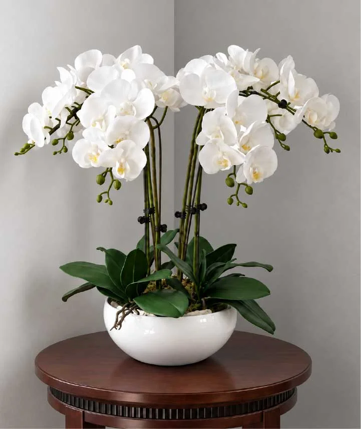 Jardín de orquídeas Phalaenopsis blancas con abundantes flores y botones en elegante maceta blanca redondeada.