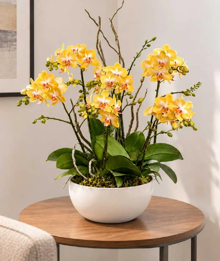 Jardín de mini orquídeas Phalaenopsis amarillas premium en elegante maceta blanca con ramas decorativas.
