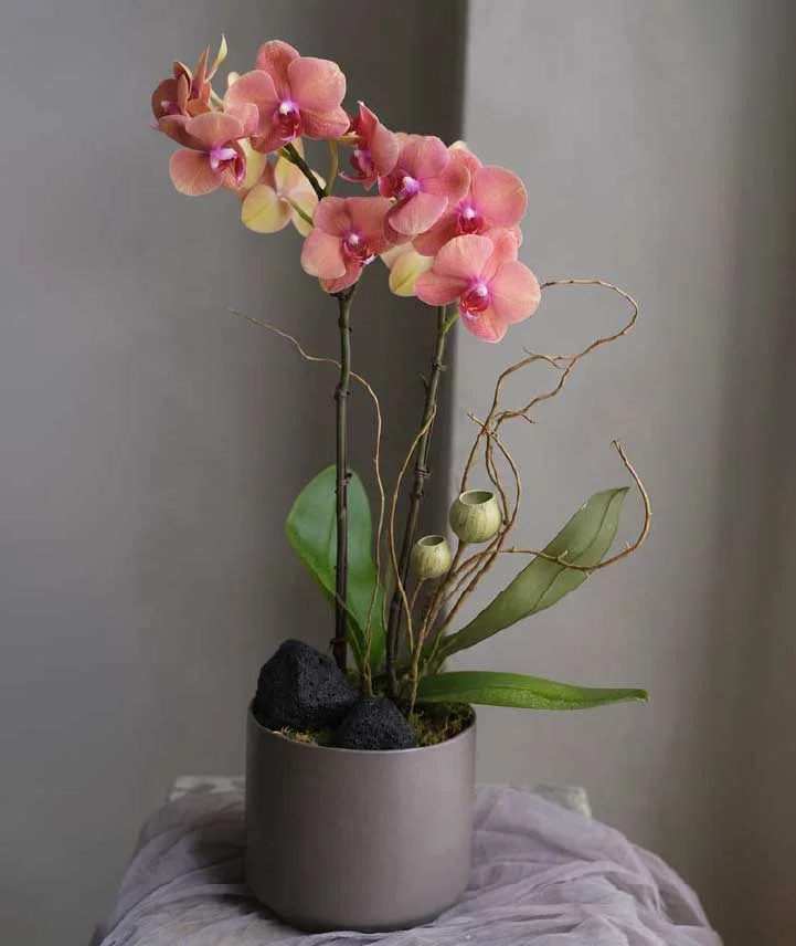 Orquídea Phalaenopsis coral y rosa salmón en maceta cilíndrica con ramas y elementos botánicos decorativos.